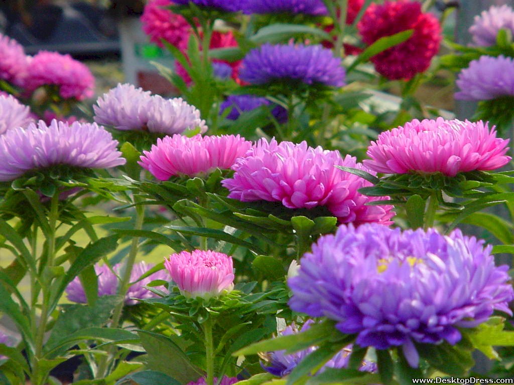 Gardens Background Pink And Purple Flowers