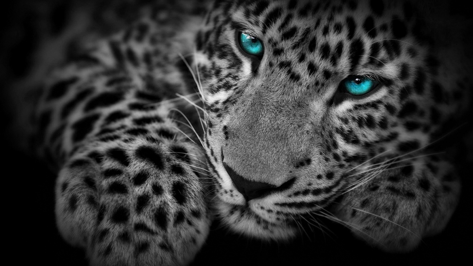 Free download Fondo de pantalla leopardo ojos azules 1600x900 Fondo de  [1600x900] for your Desktop, Mobile & Tablet | Explore 93+ Jaguares  Wallpapers | Black Jaguar Wallpaper, Jaguar HD Wallpaper, Jaguar Desktop  Wallpaper