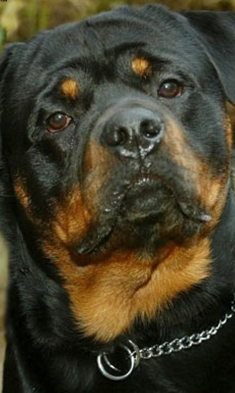 Rottweiler HD Live Wallpapers Live wallpapers HD for Android free