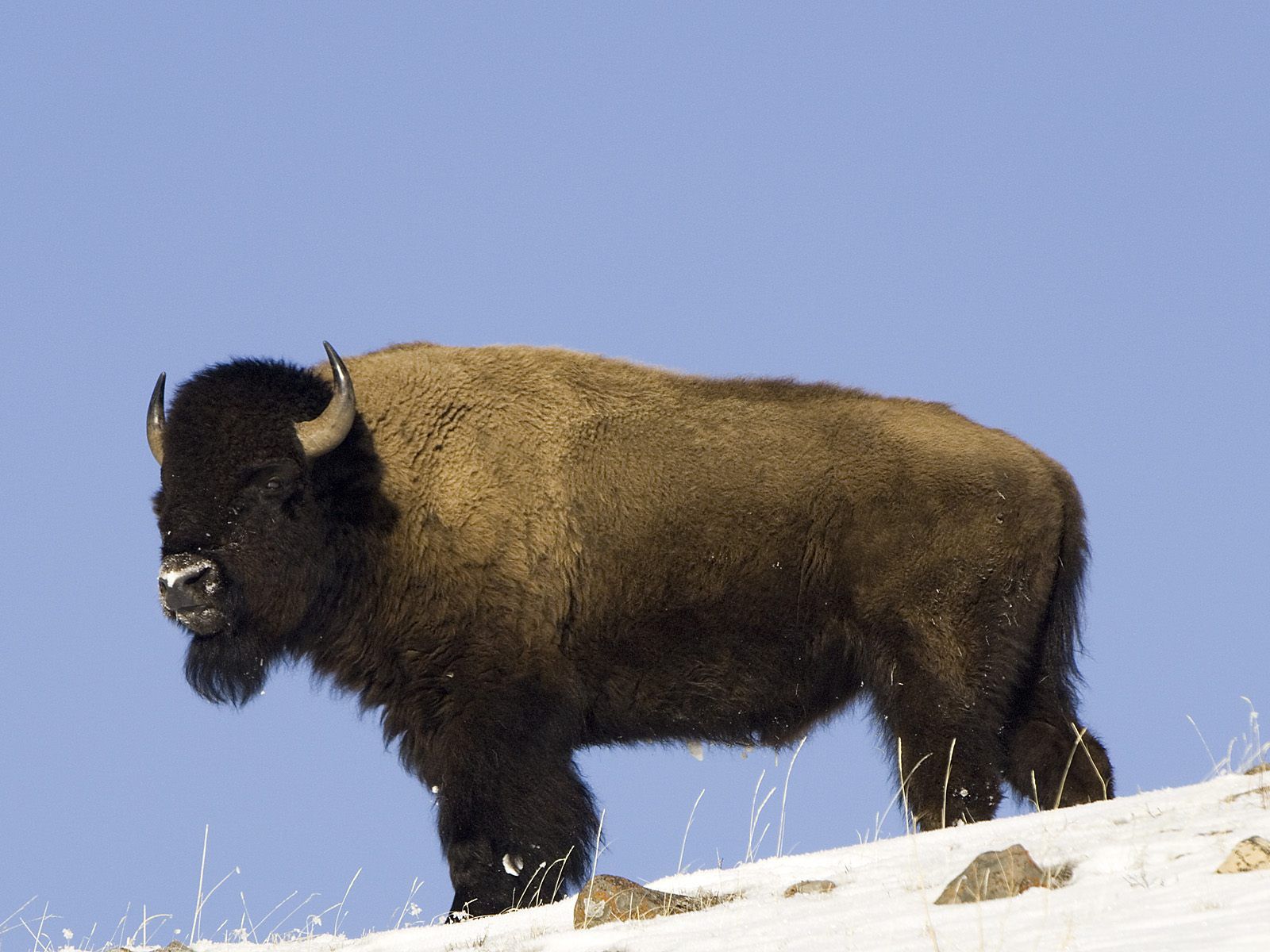 Animals American Buffalo Yellowstone National Park Picture Nr