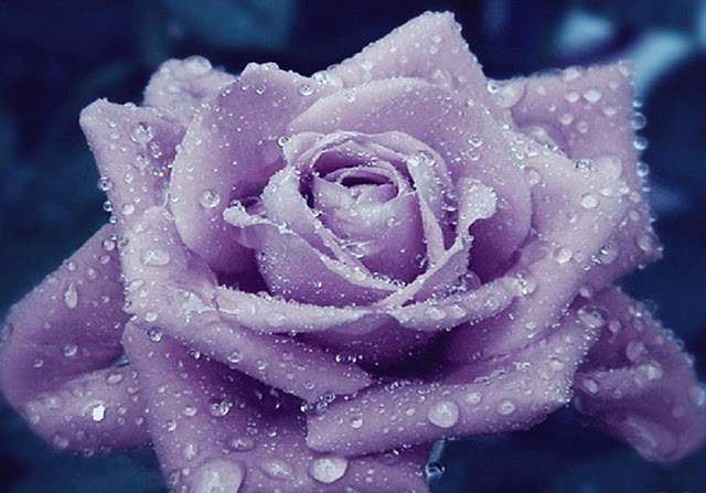 Purple Rose Flowers Flower HD Wallpaper Image Pictures Tattoos