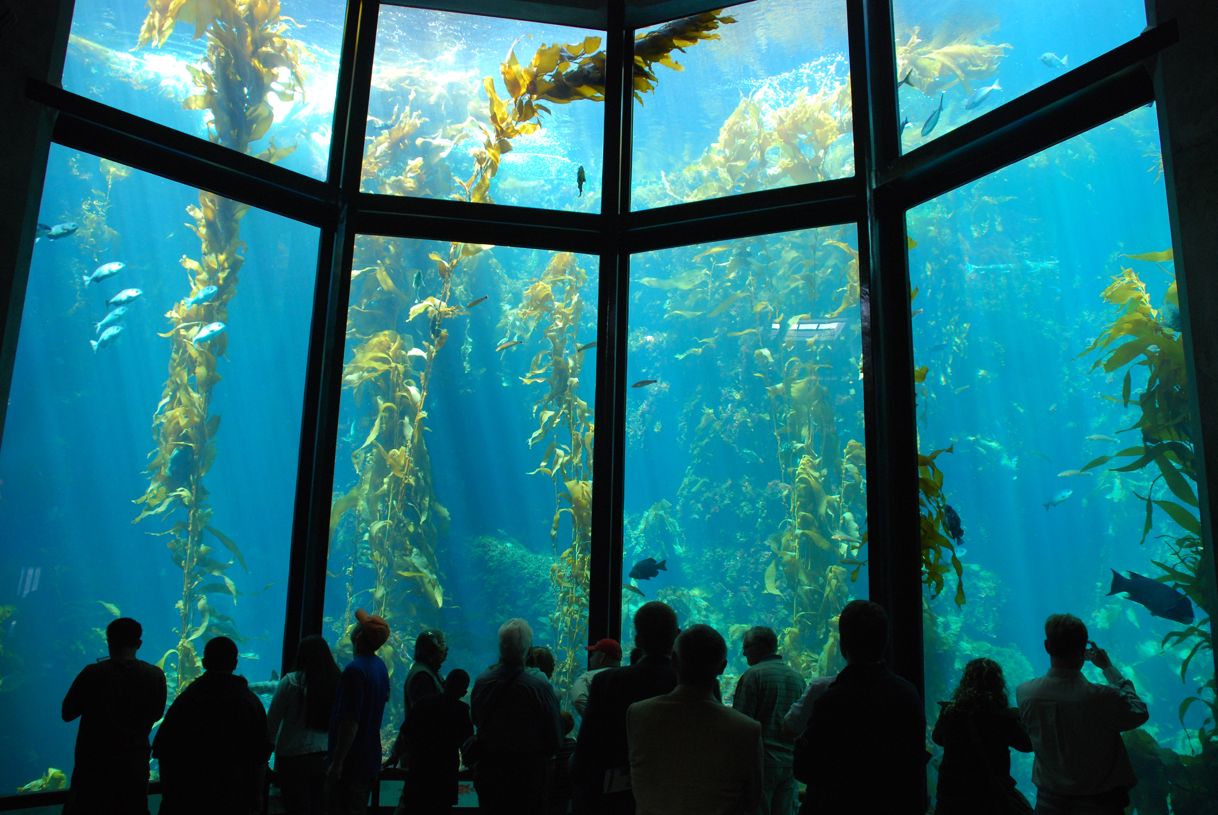 Huge Kelp Forest Tank Travel Wallpaper And Stock Photo