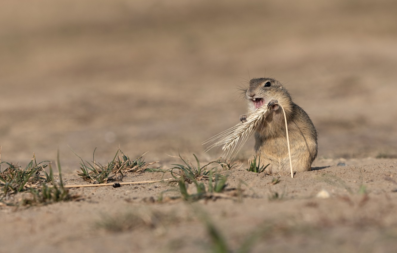 Wallpaper Field Pose Teeth Gopher Stand Spike Rodent Meal