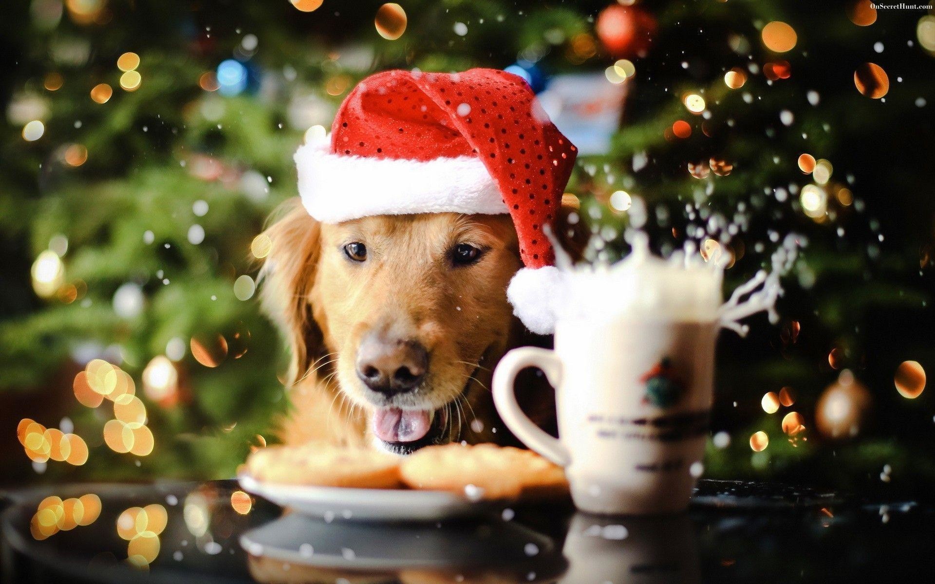 Christmas Dog Wallpaper the best 62 images in 2018