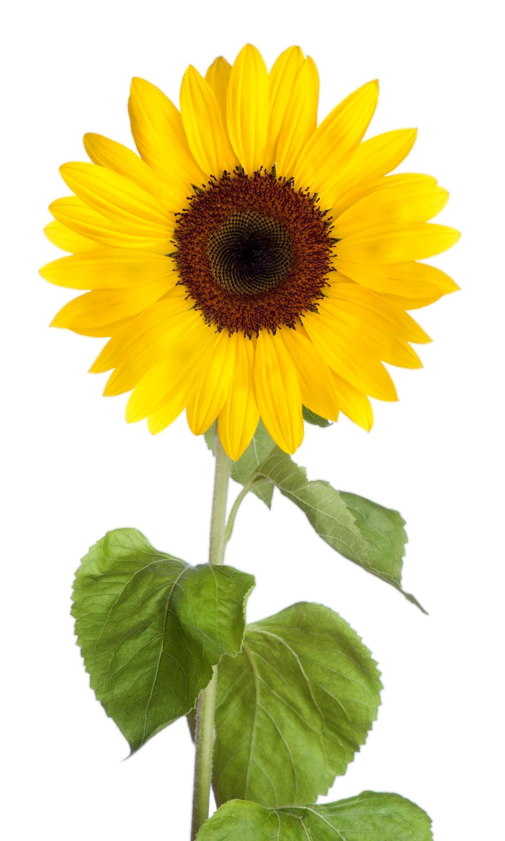 Sunflower Clipart Image With Transparent Background Png Clipartpost