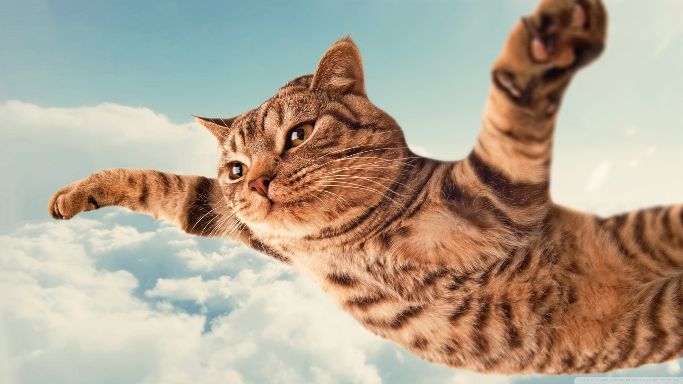 Cat Is Flying On The Sky Like Airplane Dream Wallpaper