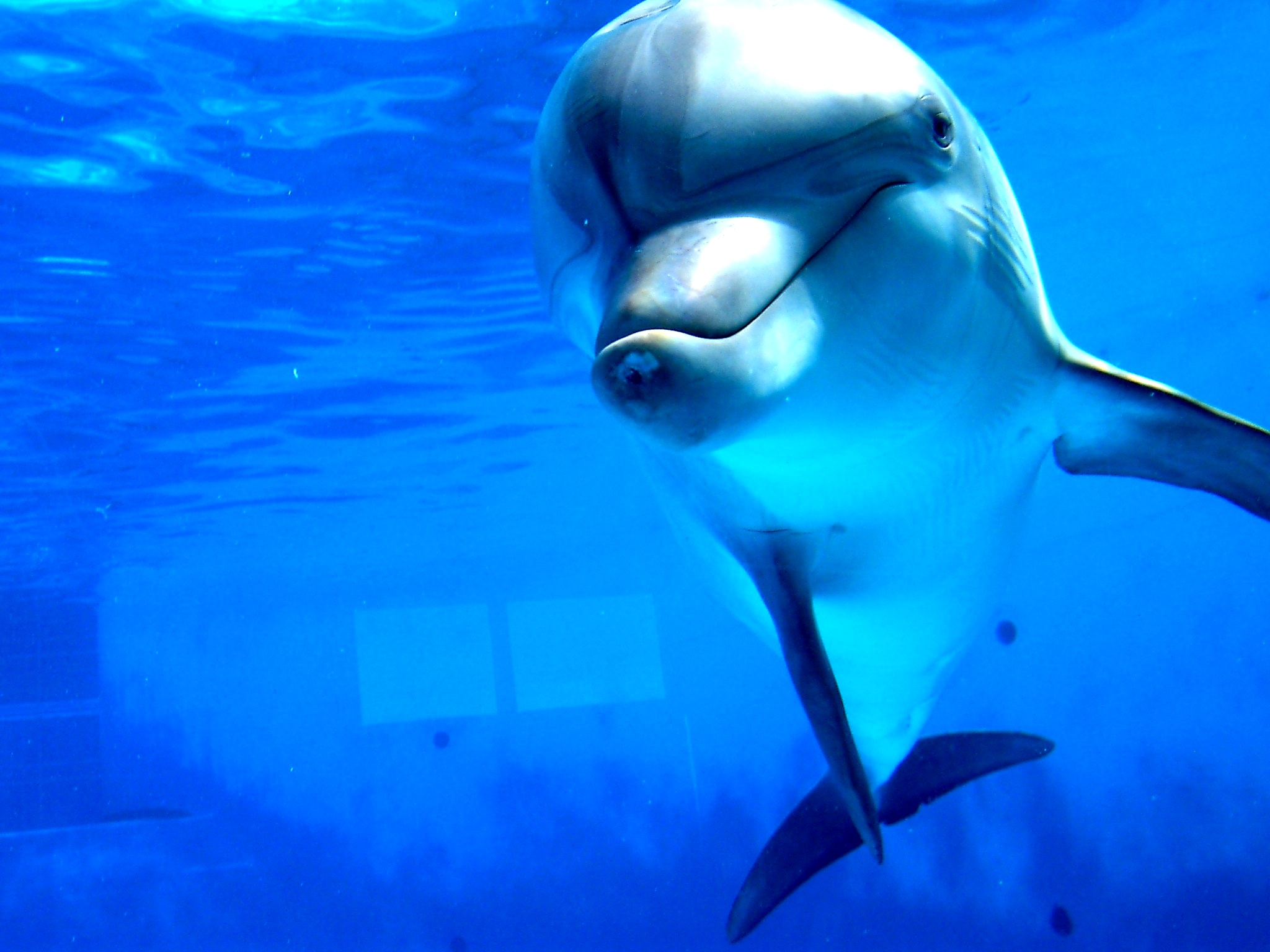 Dolphin Desktop Fish Tanks Aquariums Screensavers Nature Ocean