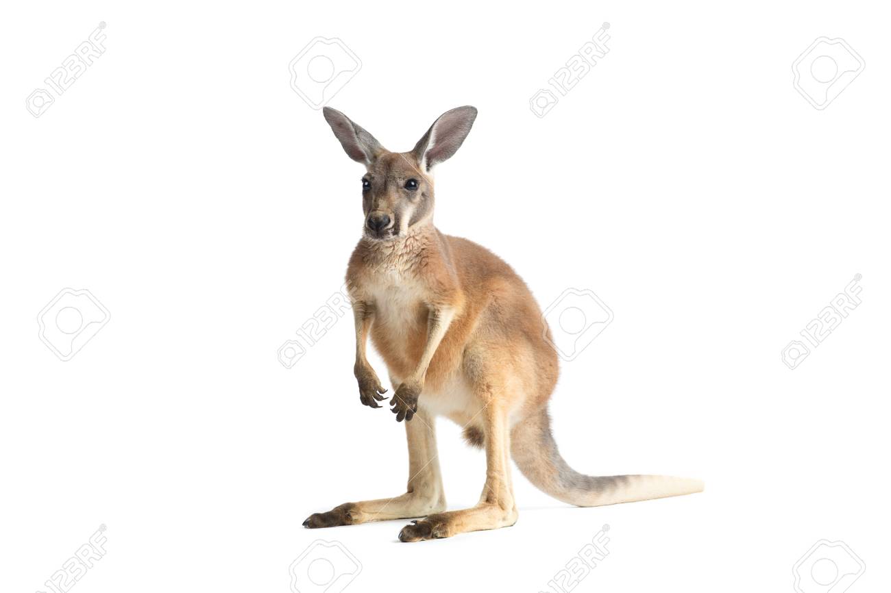 Red Kangaroo In Studio On A White Background Stock Photo Picture