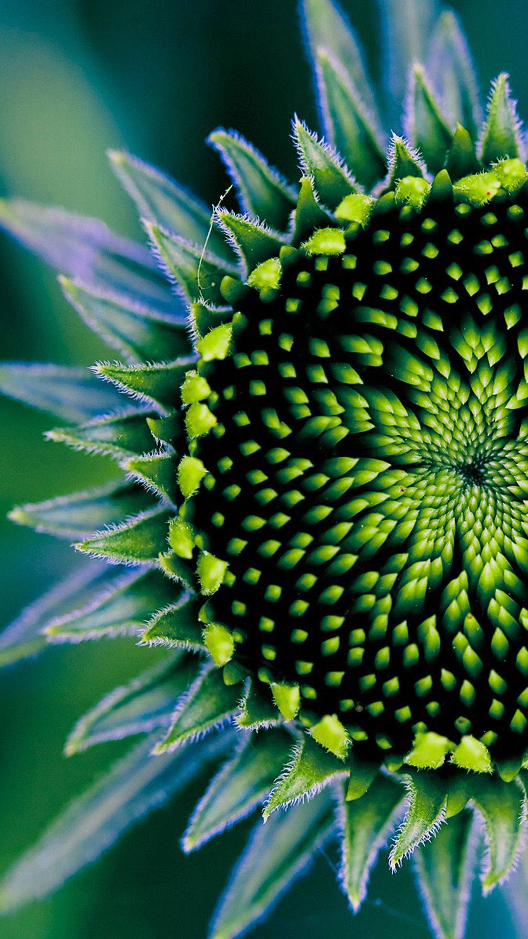 Plants iPhone Wallpaper