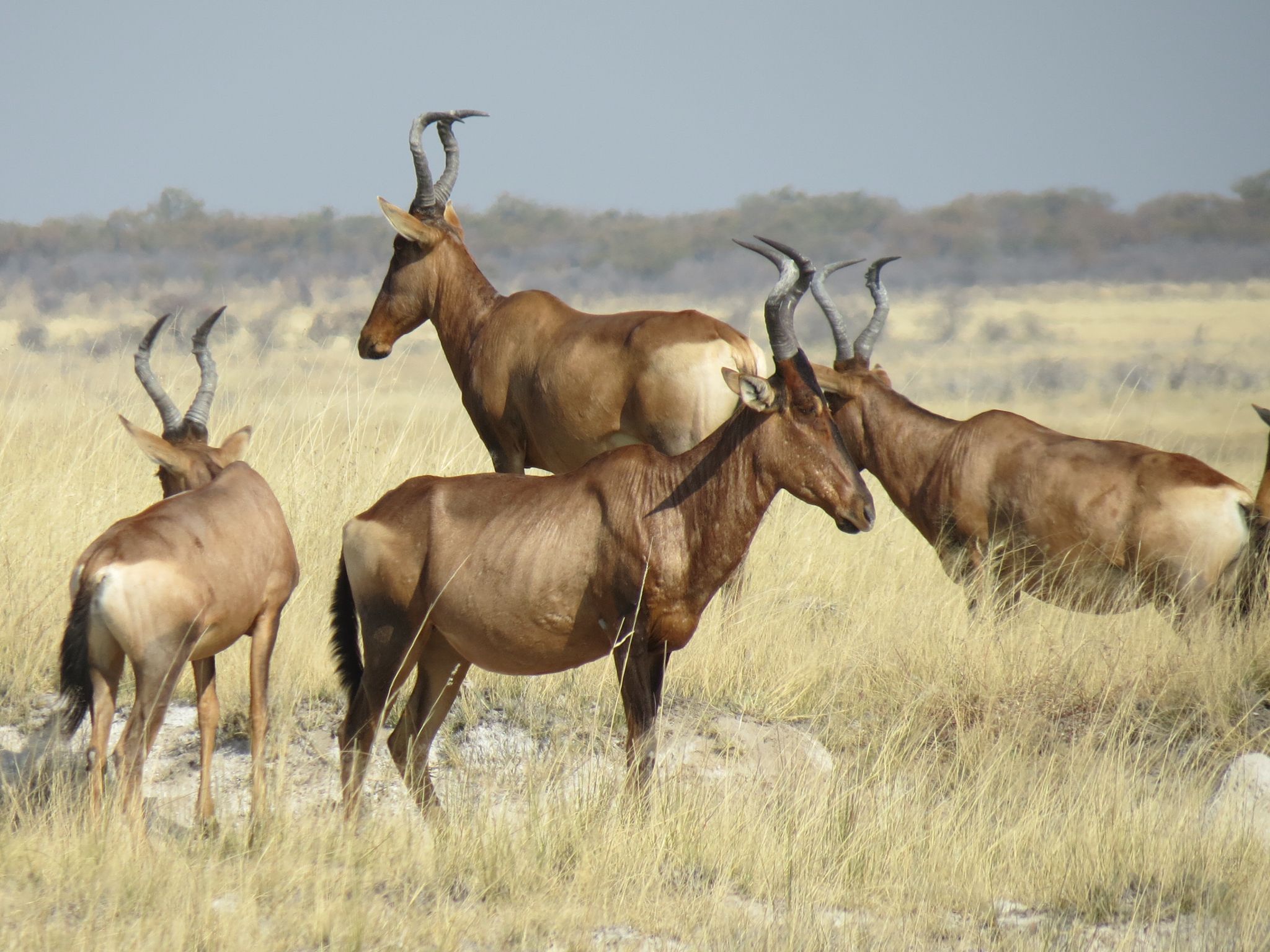 A group of red hartebeest graze in the African savanna