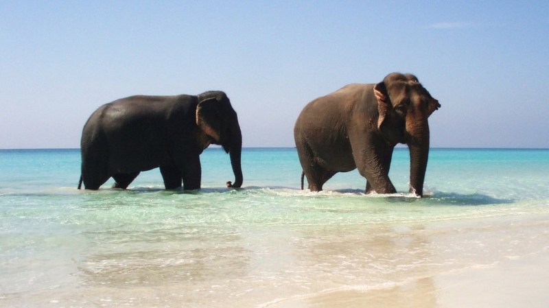 Animals Elephants Wallpaper Nature Beaches HD Desktop