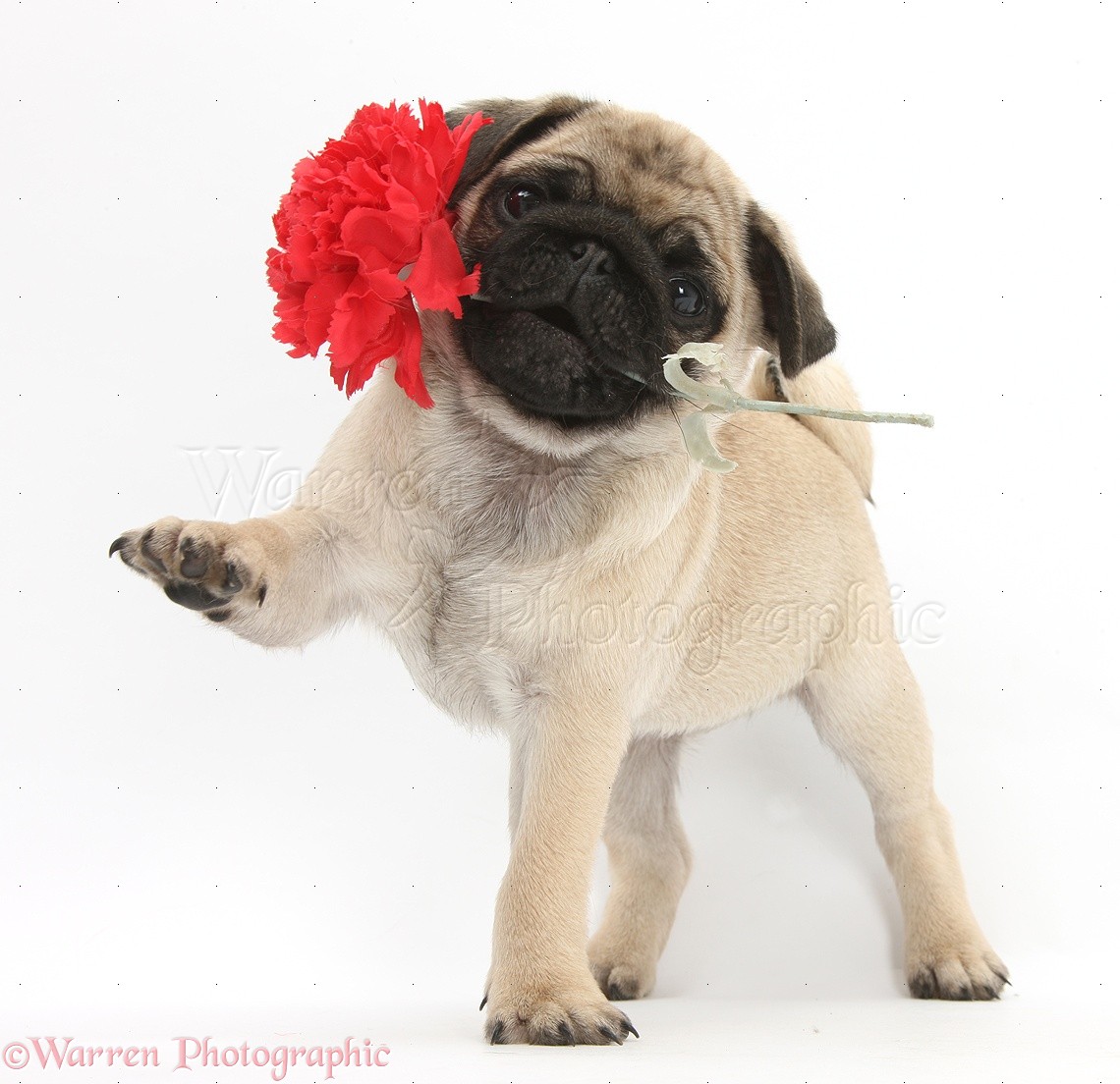 Wp38125 Fawn Pug Pup Weeks Old Holding A Red Carnation Flower
