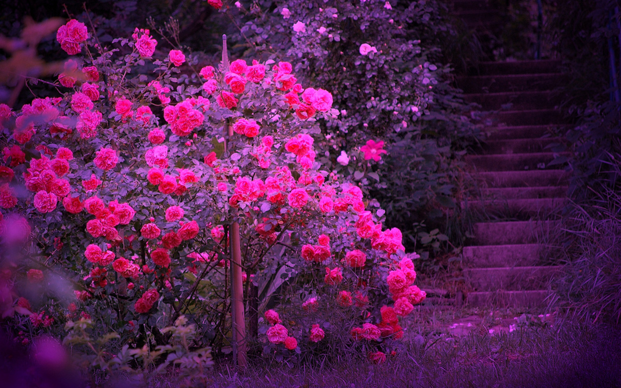 Beautiful Color Roses Wallpaper
