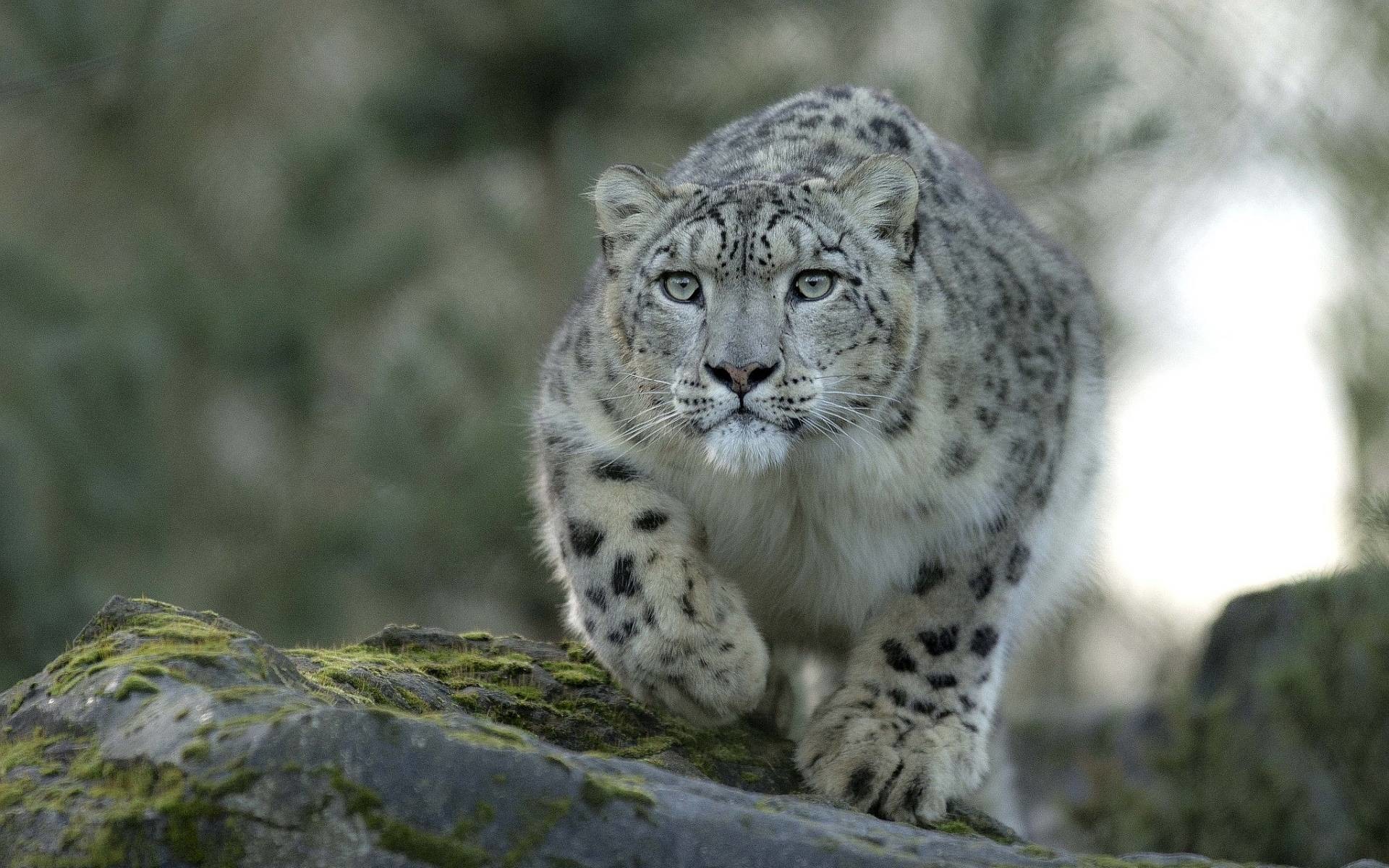 A majestic snow leopard prowls across a mossy rock, its piercing blue eyes fixed on something in the distance