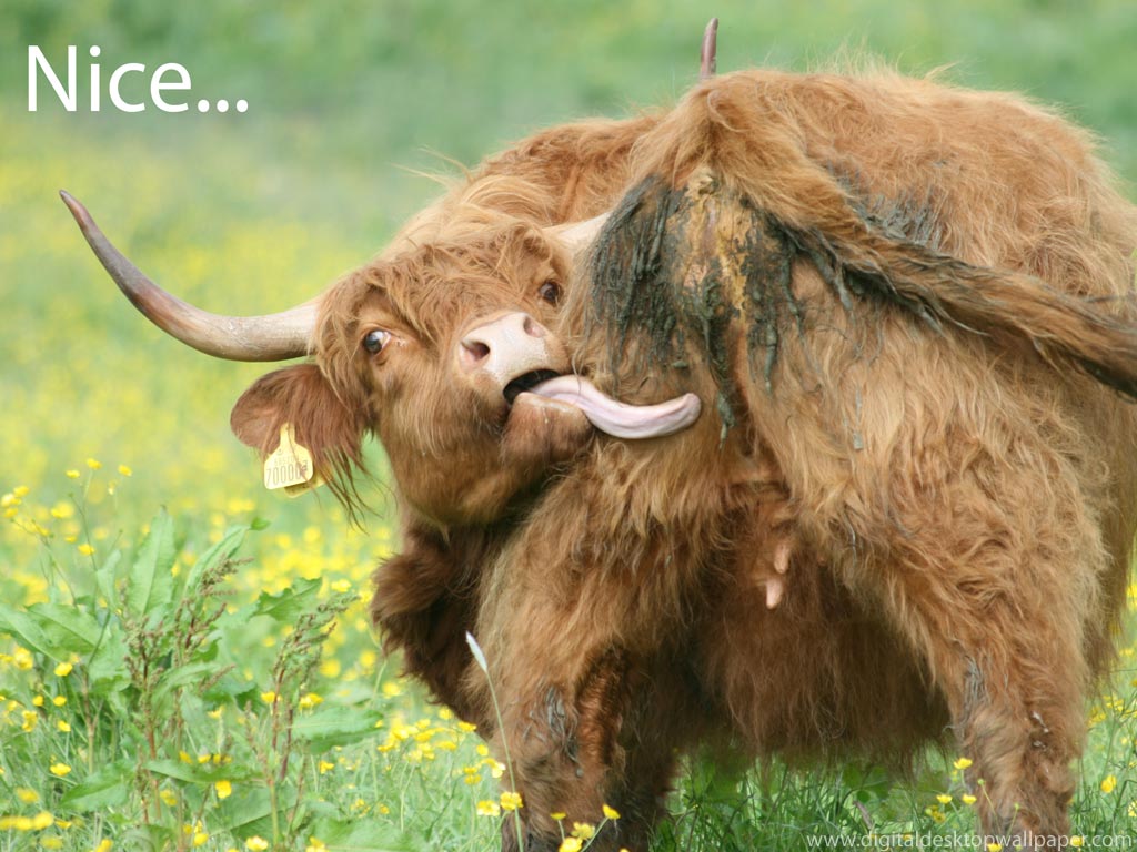 Funny Cow Desktop Wallpaper Pictures Image