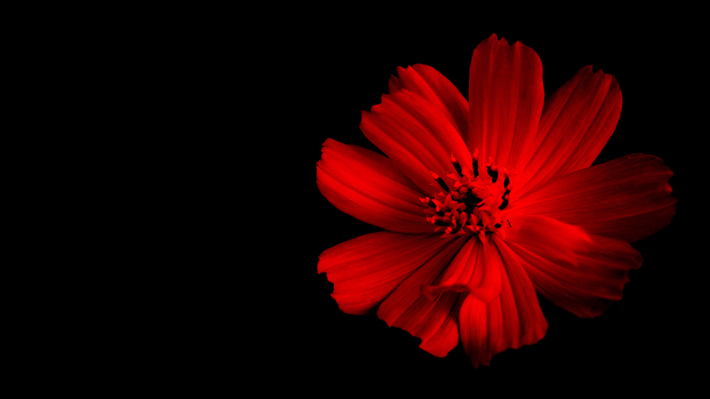 Red Flower Black Background - WallpaperSafari