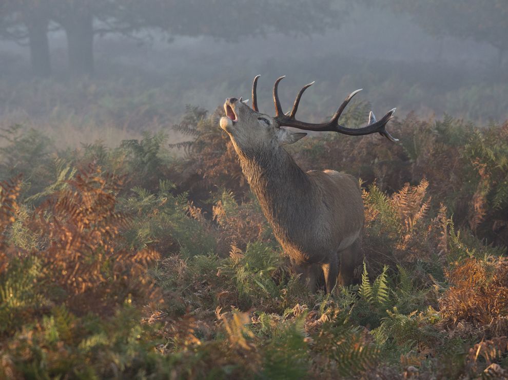 Richmond Park Picture    Deer Wallpaper    National Geographic Photo
