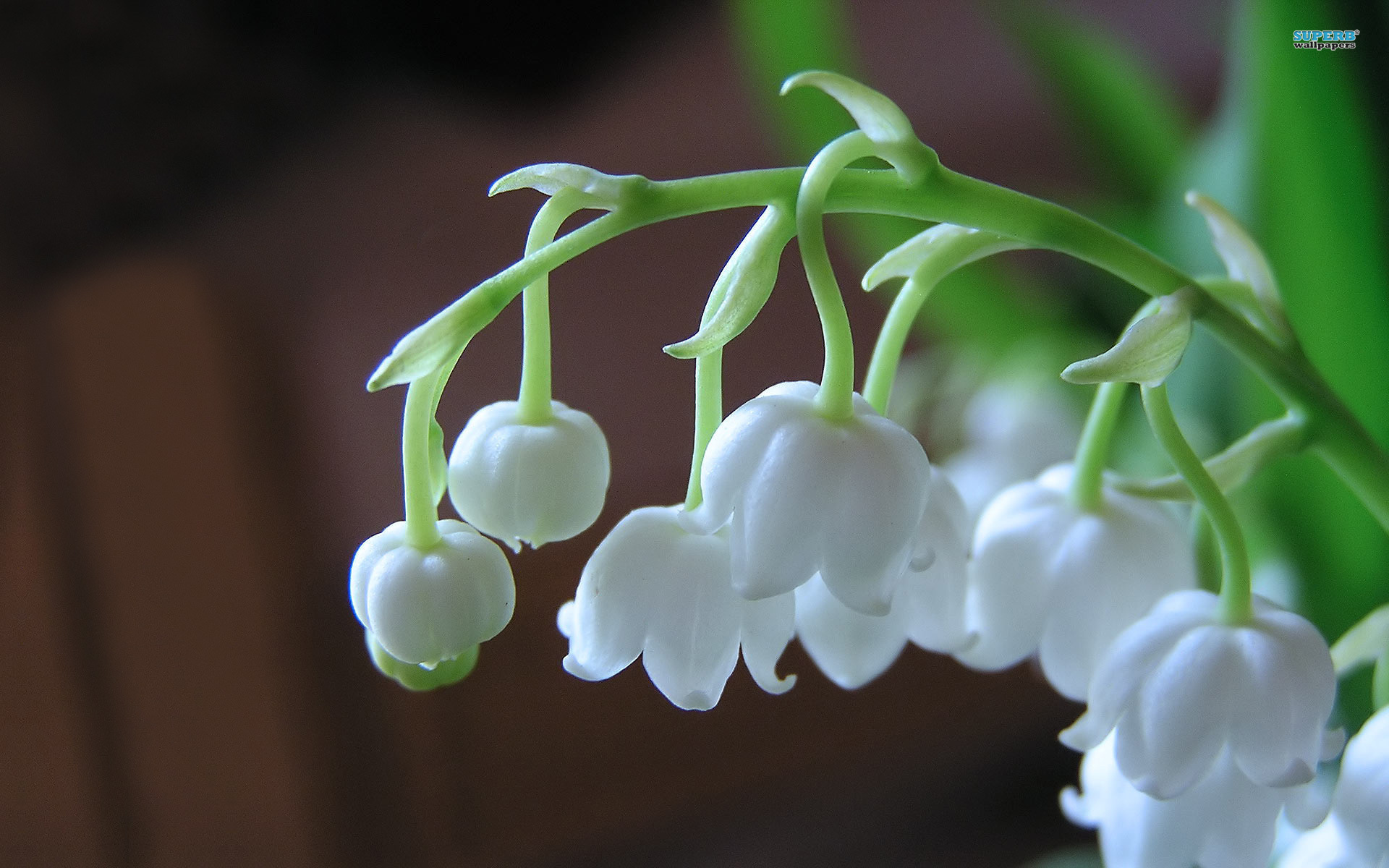 Search Results Lily Of The Valley