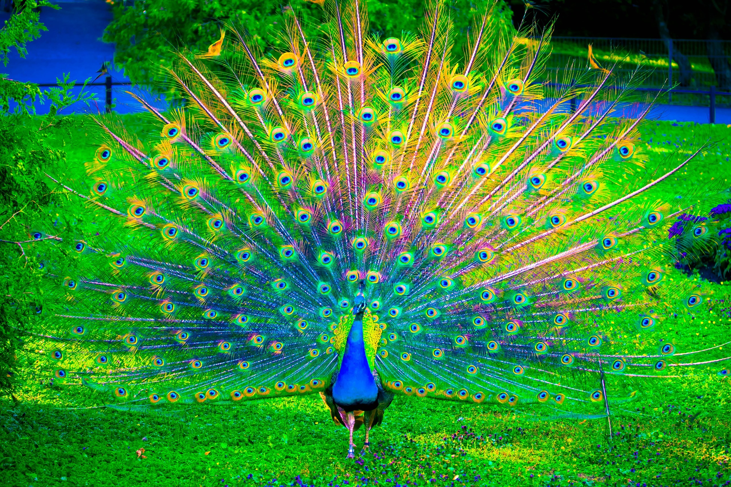 Desktop Peacock HD Wallpaper Pictures