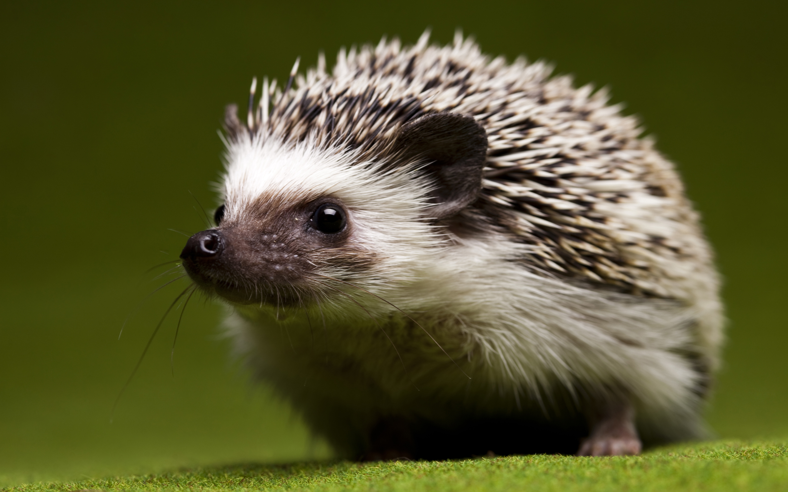 Hedgehog Puter Wallpaper Desktop Background Id