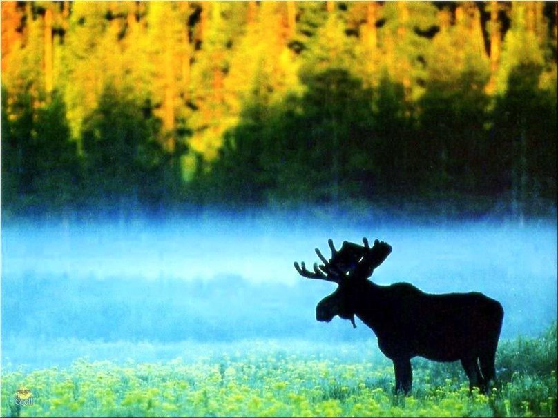 Moose In Snow Wallpaper