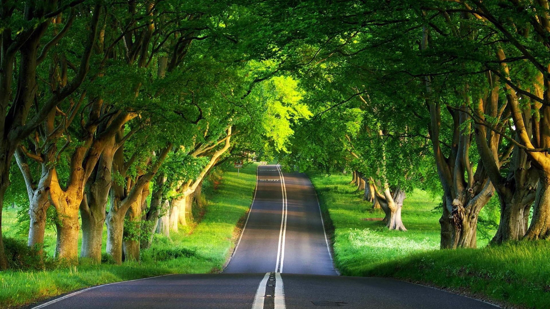 A scenic road winds through a tunnel of lush green trees, bathed in the warm glow of sunlight
