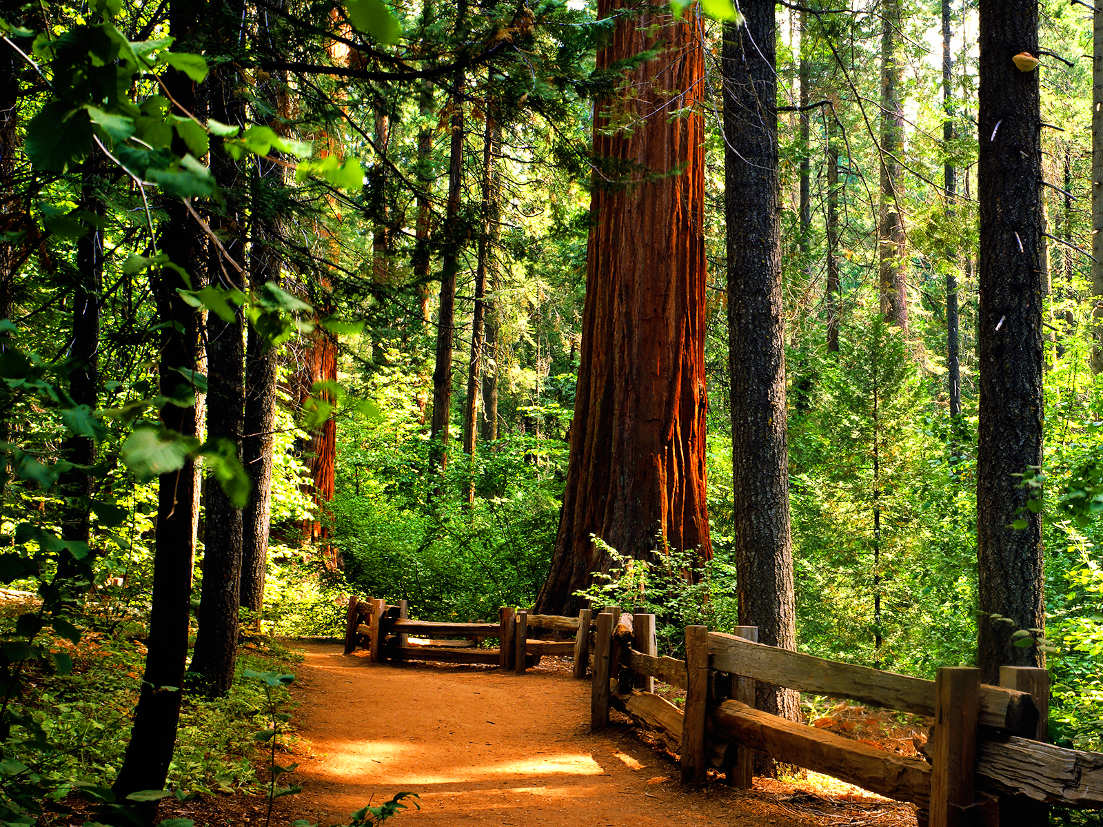 Không gì đẹp hơn khi lựa chọn hình nền Redwoods cho máy tính của bạn. Ảnh sẽ mang lại cho bạn cảm giác như đang đứng giữa rừng và trải nghiệm sự thanh tịnh và bình yên mà rừng mang lại.
