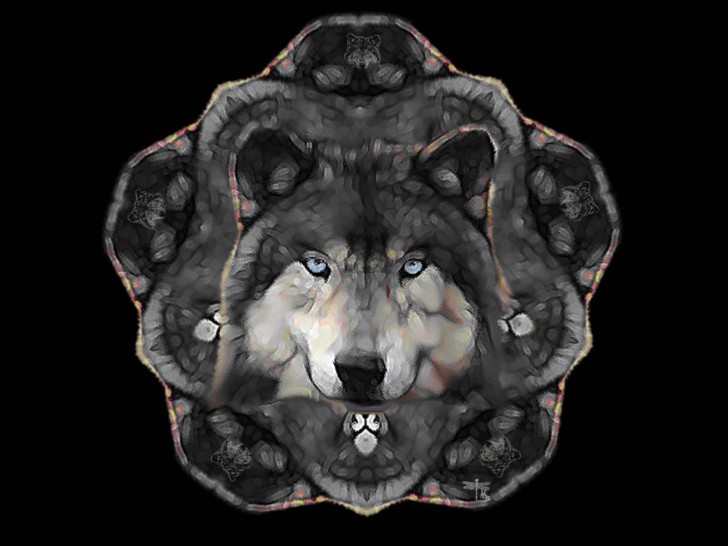 Wolf IPhone Cool HD Wallpapers Wallpaper Wolf 7412 high quality