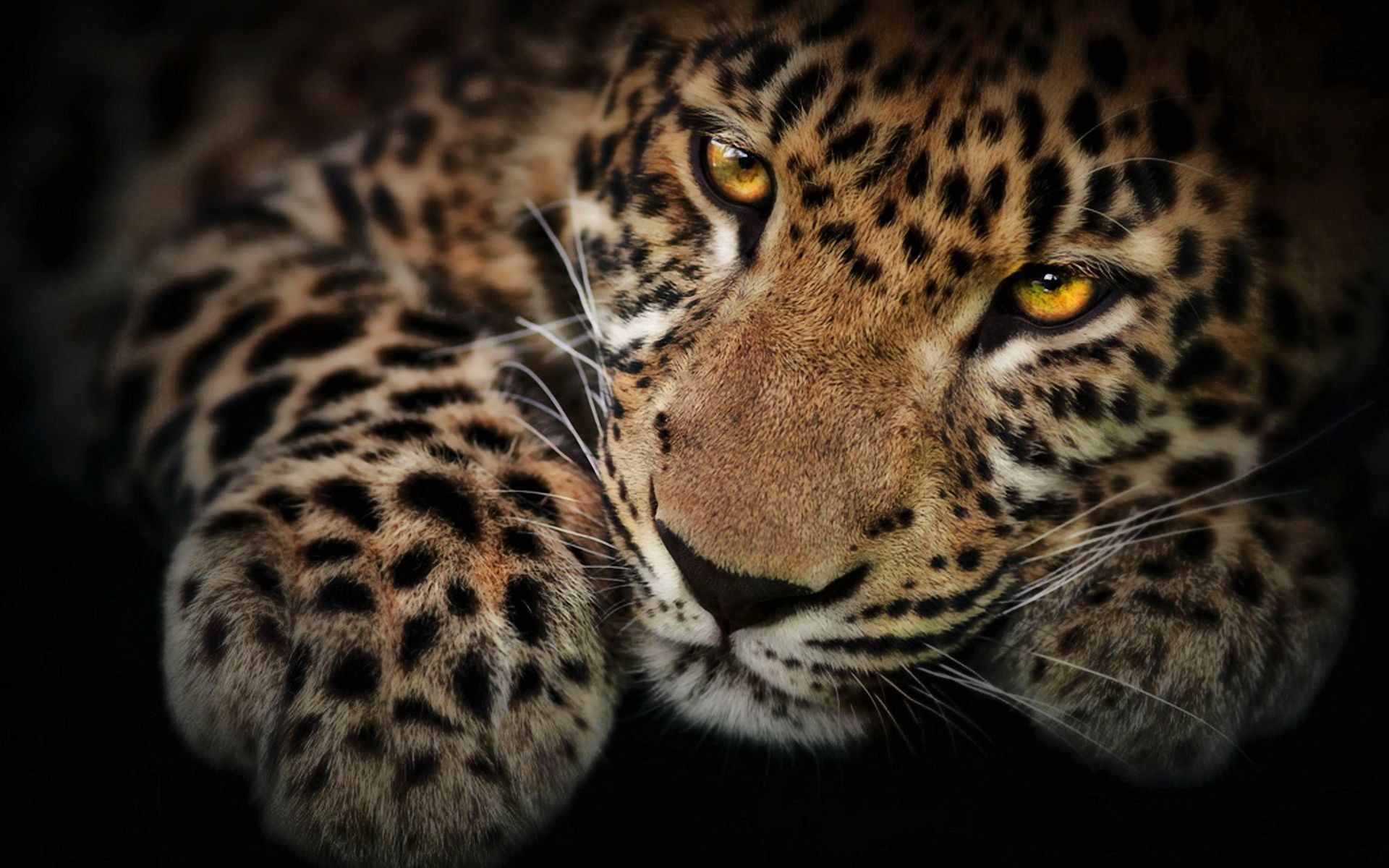 Black Leopard Wallpaper