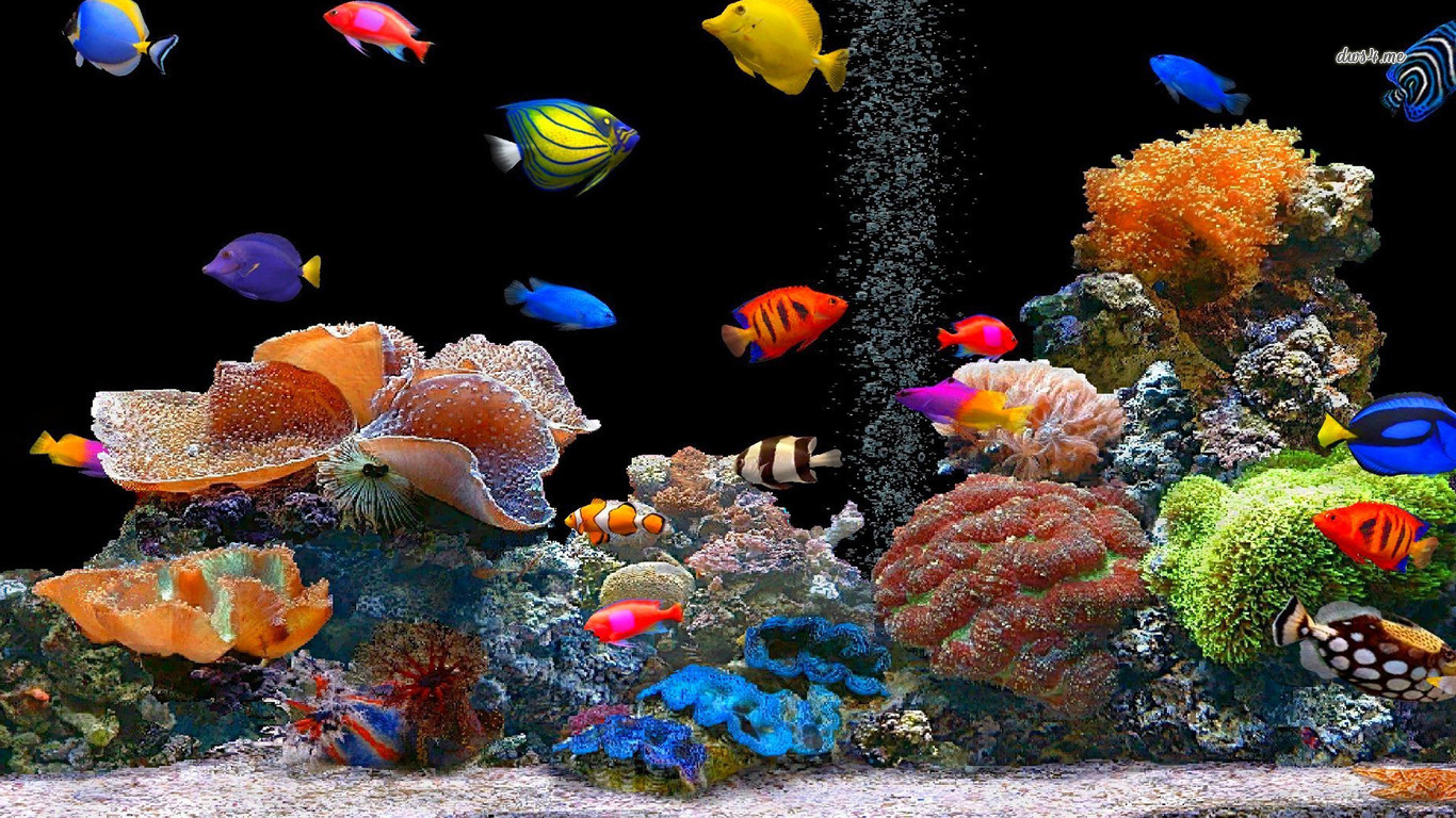 Fish Puter Wallpaper Desktop Background Id