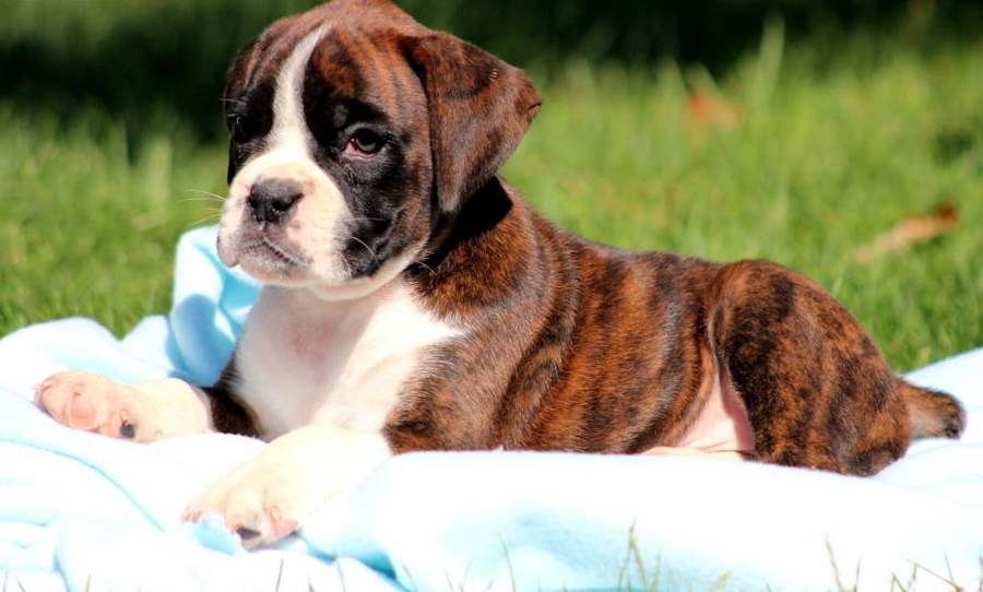 Boxer Puppy Lying Down On A Blanket Puppies Wallpaper Picture