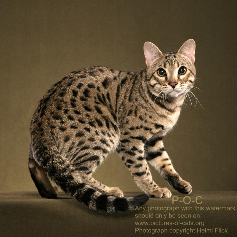 Gallery Of Snow And Silver Bengal Cats Poc Pictures
