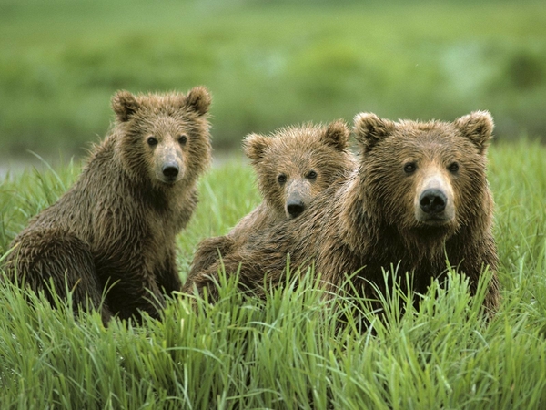 Grizzly Bears Animals Wallpaper Desktop