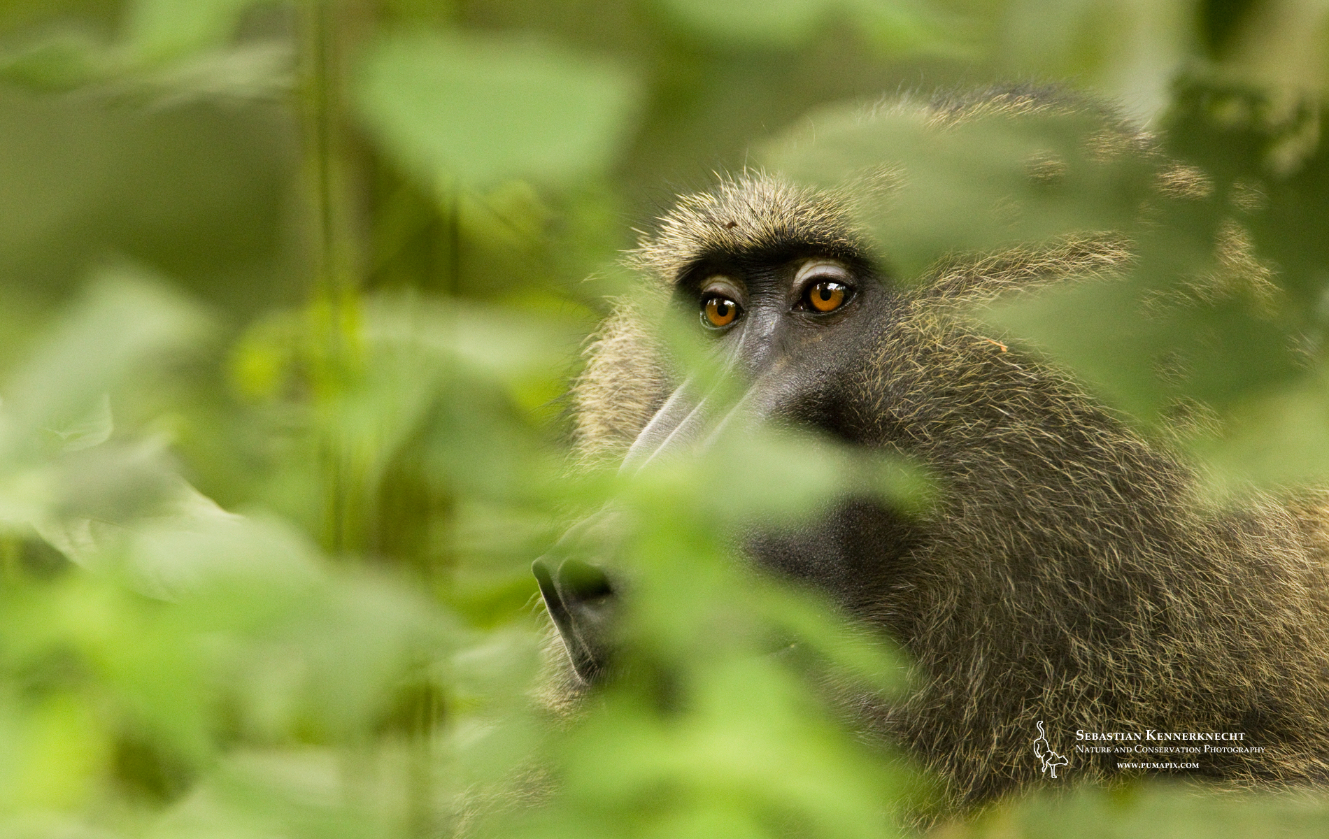 A baboon peers through lush green foliage, its expressive eyes captivating the viewer