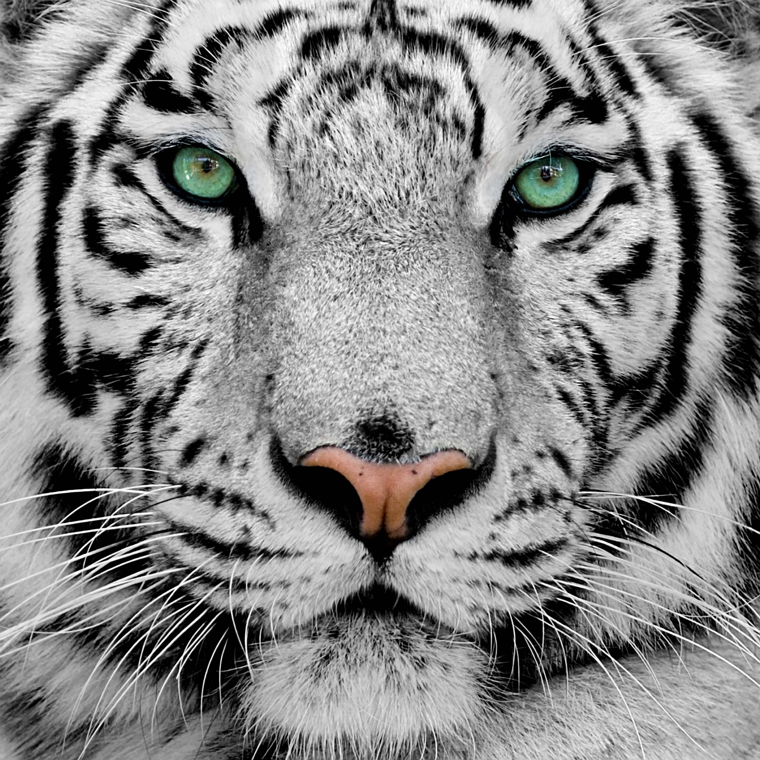 Wallpapers HD For Mac White Tiger Tiger Tiger For Wallpapers 3012x3012