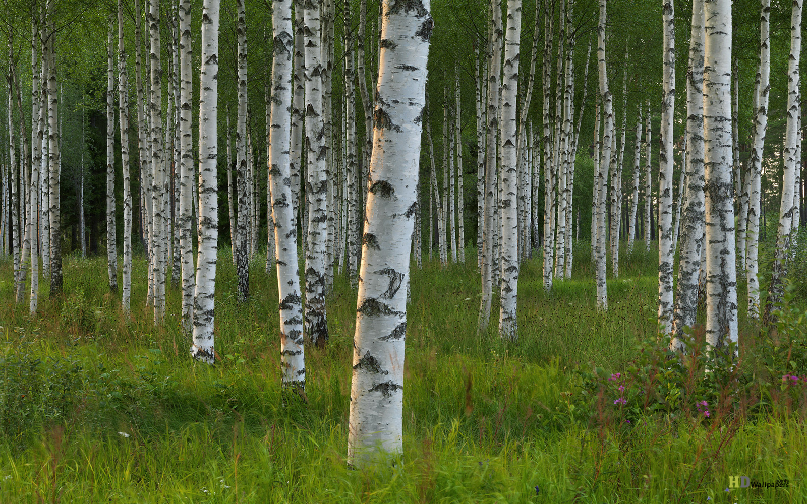 White Birch Trees Natural Black HD Wallpaper