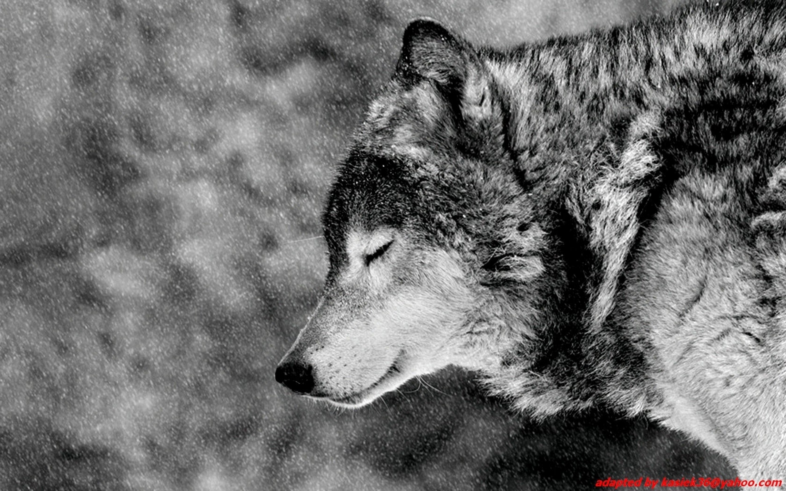 Awesome Aesthetic Wolf Wallpaper