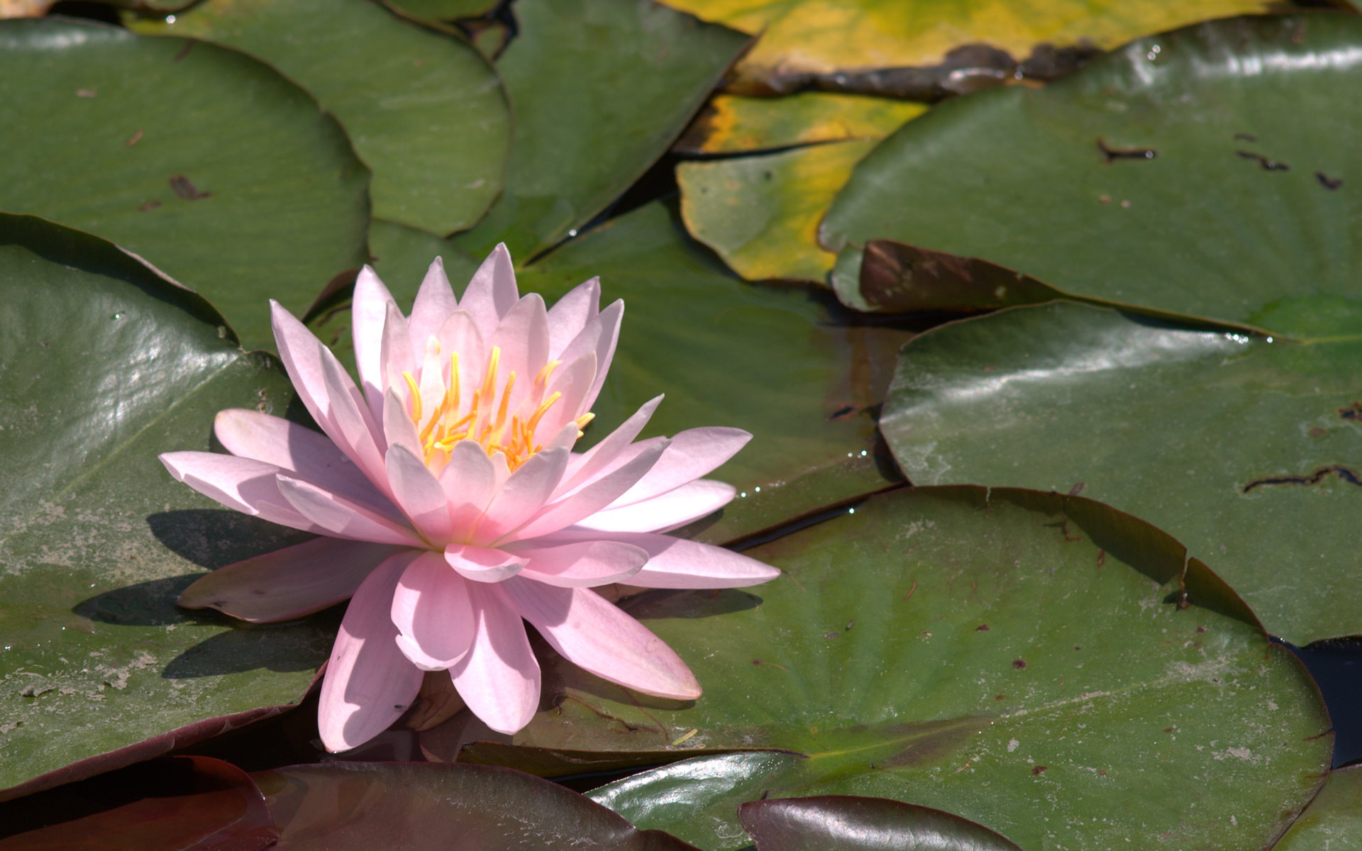 Water Lily Wallpaper