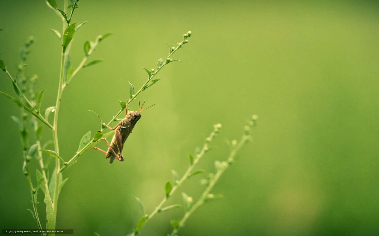 Wallpaper Grasshopper Grass Summer Nature