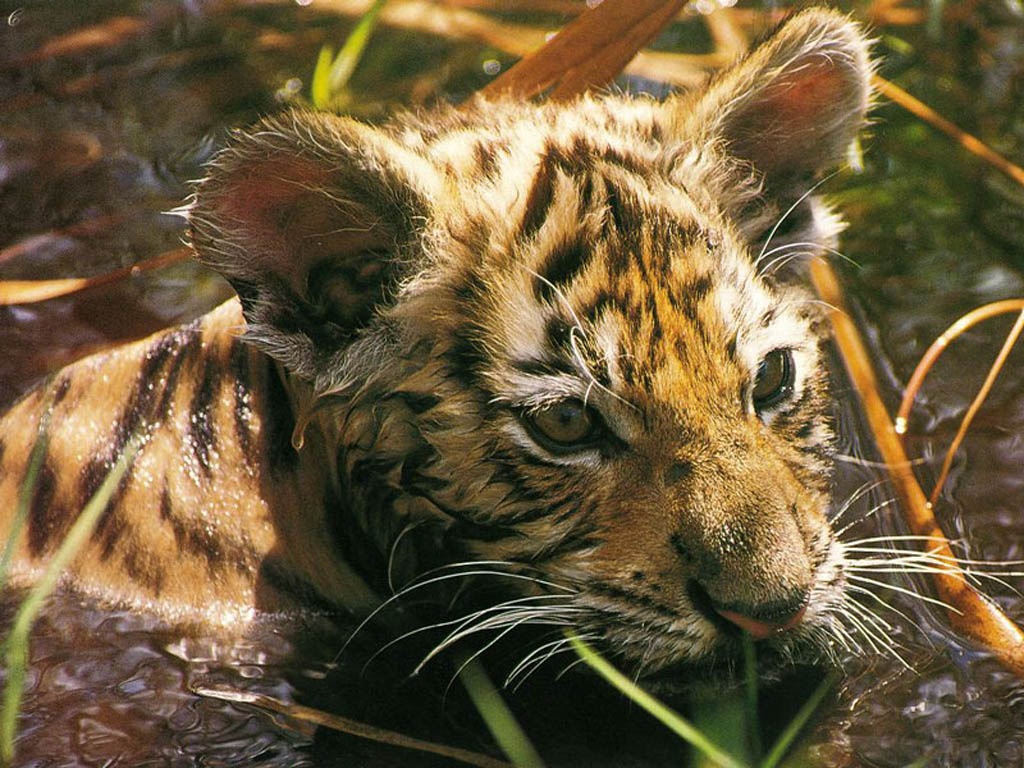 Tiger Cub Animal Wallpaper