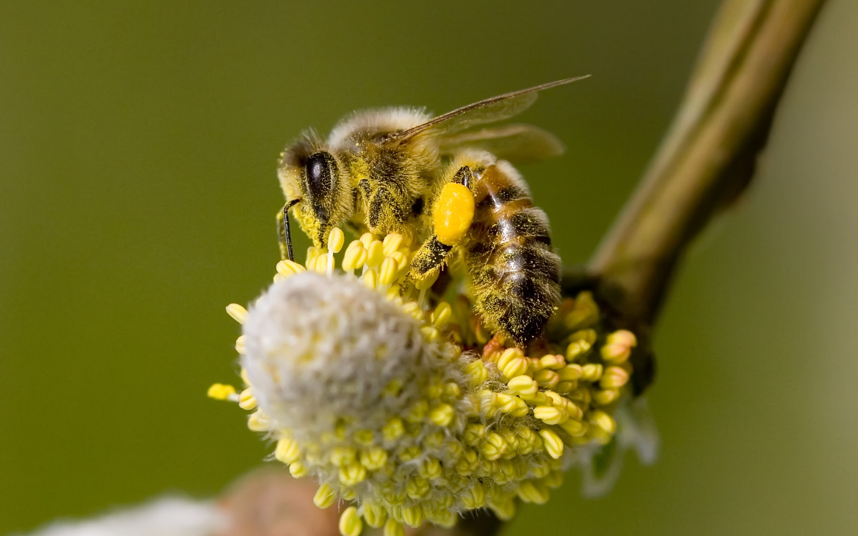 Honey Bee Collecting Pollen Background Pixels