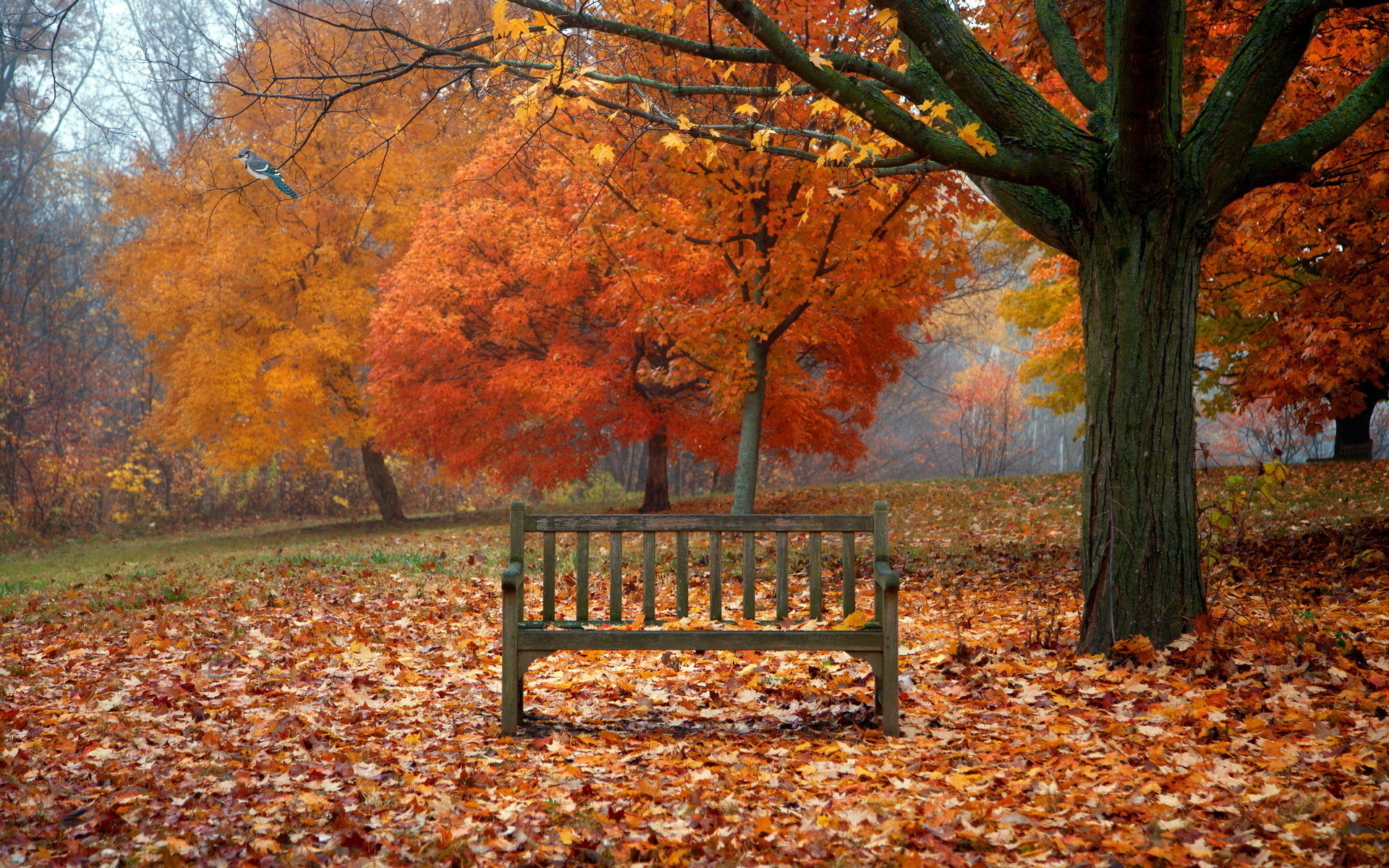 Desktop Wallpaper Scenes Of Autumn By Unknown Artist
