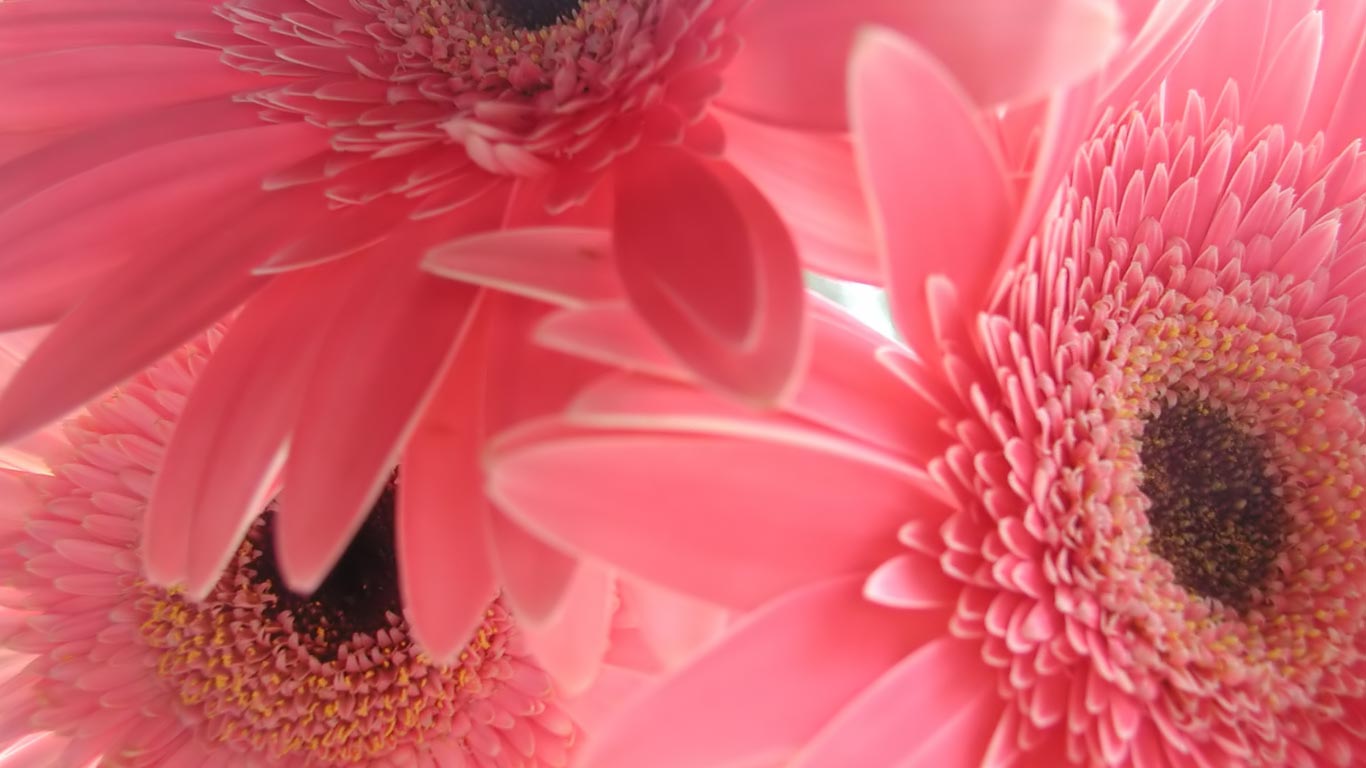 Pink Flowers Book HD Wallpaper Pixel Nature