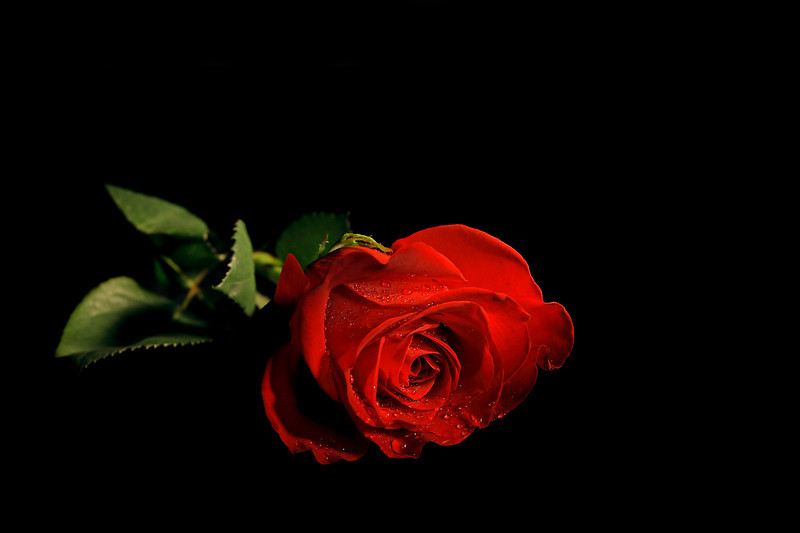 Red Rose In Black Background HD Collection Zone