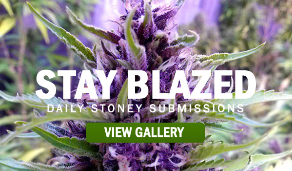 Stay Blazed Wake N Bake Stoner Pictures Updated Daily