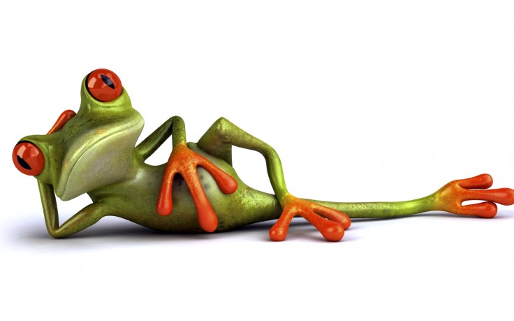 Frog relax Funny Wallpapers HD Desktop and Mobile Backgrounds 736x459