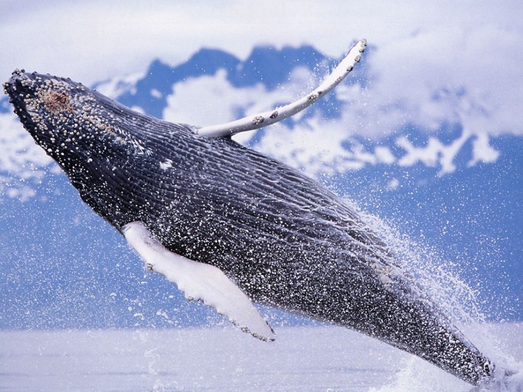 Humpback Whale   sealife computer desktop wallpaper 1024x768