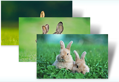 These Bunnies To Frolic On Your Desktop In This Windows Theme