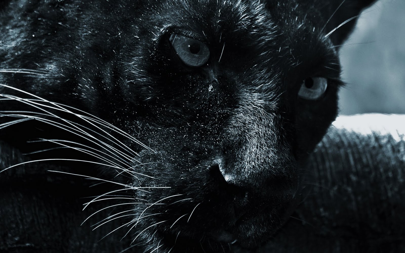 HD Jaguar Wallpaper