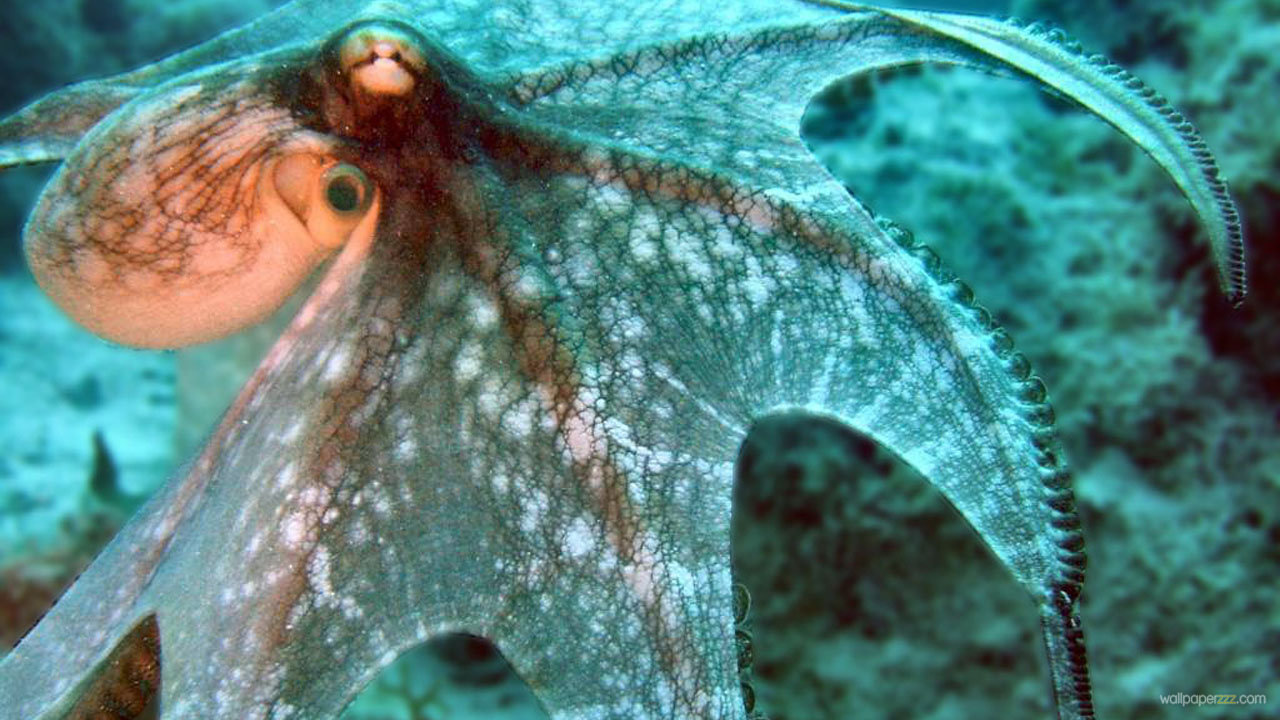 Spread Octopus HD Wallpaper